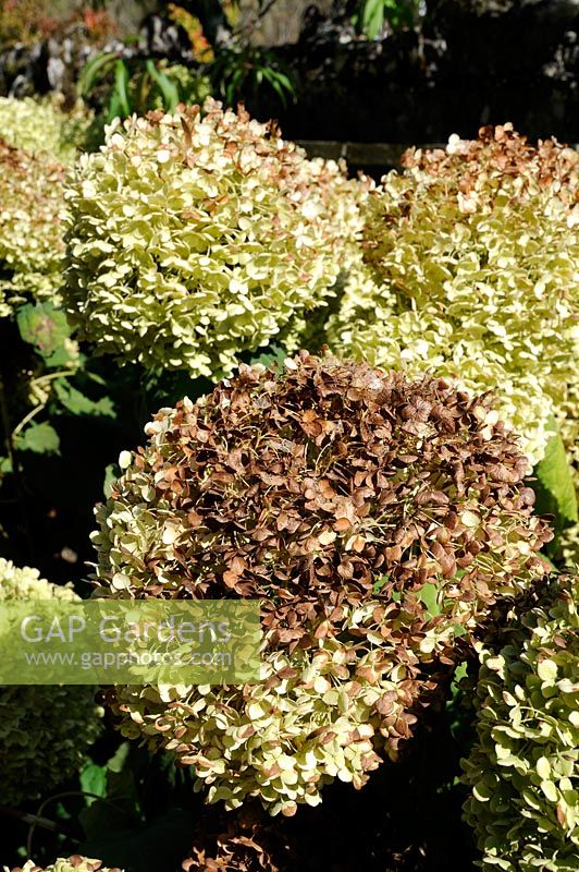 Hydrangea arborescens 'Annabelle' - Sunburn on flowers