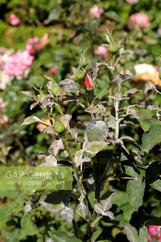 Sphaerotheca pannosa - Powdery Mildew on Rosa leaves