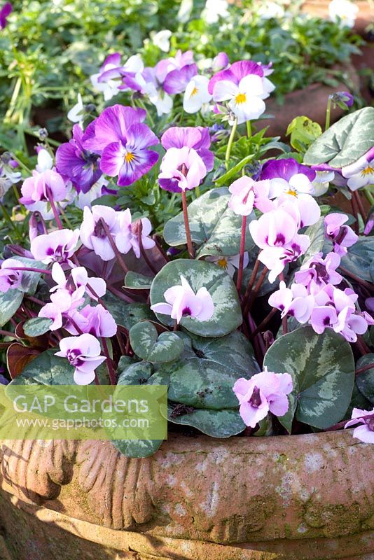 Viola cornuta and Cyclamen coum in clay pot