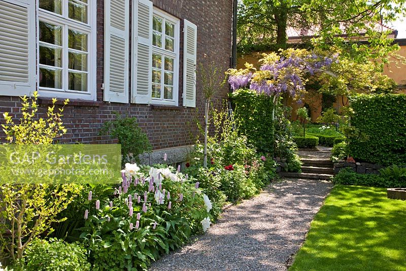 A gravel path long the manor house brick wall with white shutters, leading towards a passage through a hornbeam hedge with Wisteria arch and steps. Other planting includes Aquilegia, Buxus, Carpinus betulus, Hibiscus syriacus, Paeonia suffruticosa, Persicaria bistorta and Wisteria sinensis - The Manor House, Germany