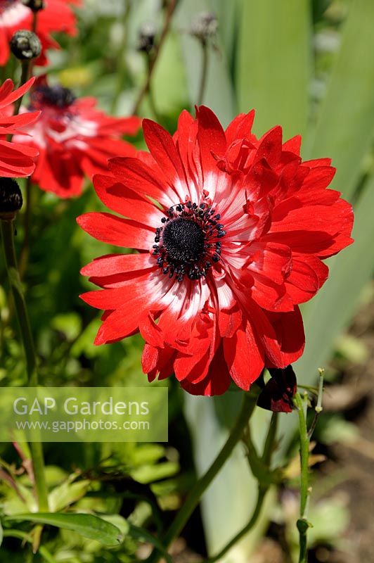 Anemone coronaria 'The Governor' (De Caen group) - Windflower