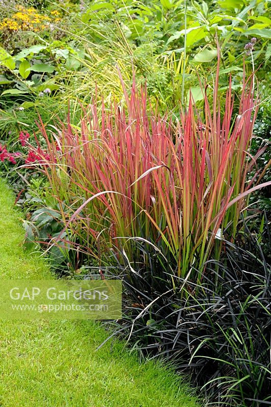 Grass summer border with Imperata cylindrica 'Red Baron' syn. 'Rubra' (Blood Grass) and Ophiopogon planiscapus 'Nigrescens' (Black Mondo Grass or Lilyturf)