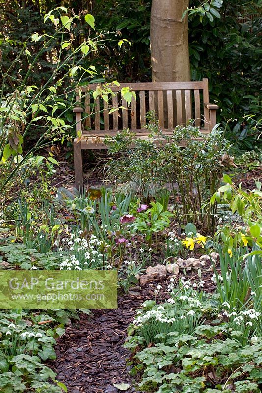 Wooden bench near beds of Galanthus and mulched path - Pembury House