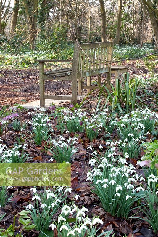 Wooden bench and bed of Galanthus - Pembury House