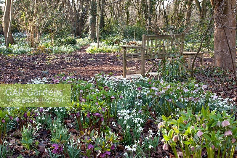 Wooden bench and bed of Galanthus and Helleborus - Pembury House
