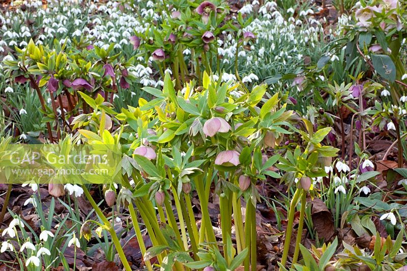 Helleborus orientalis - Pembury House