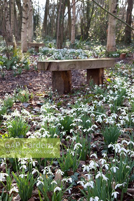Simple wooden bench in woodland garden - Pembury House

