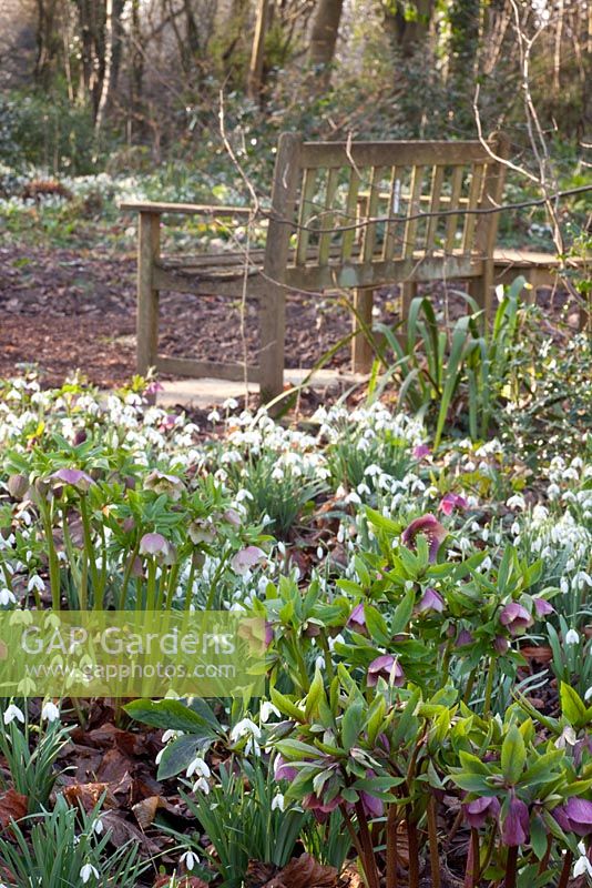 Wooden bench in woodland garden, bed of Galanthus and Helleborus - Pembury House