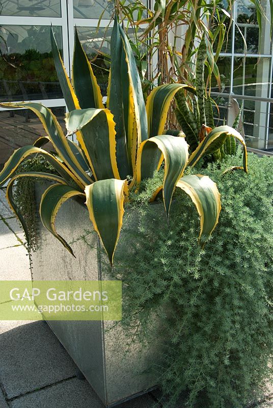 Metal containers on the glasshouse terrace containing cacti, succulents and unusual perennials including trailing Lotus berthelotii, Agave americana 'Variegata' and Sansevieria trifasciata - RHS Garden Wisley, Woking, Surrey, UK
