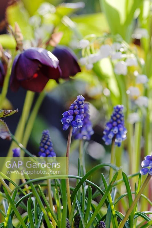 Muscari and Helleborus in background