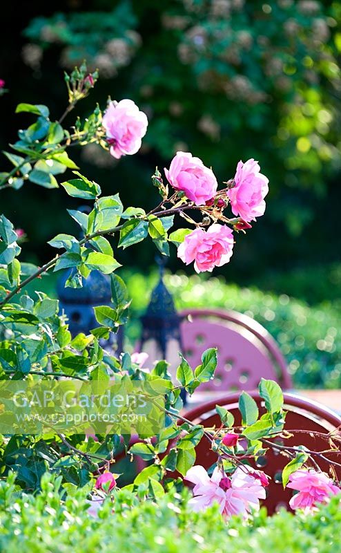 Rosa 'Marchenland', box hedge surrounding garden chairs and table with Moroccan  lanterns