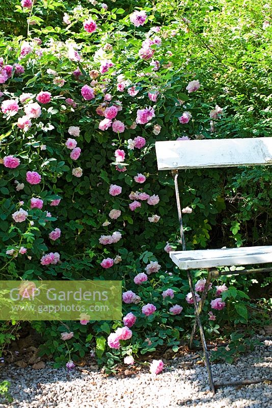 Rosa 'Blush Damask' and bench in rose garden