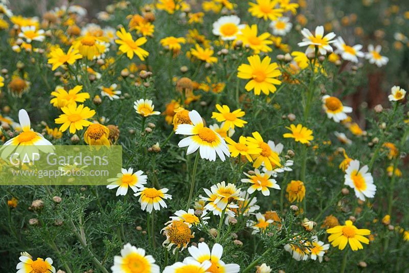 Chrysanthemum coronarium - Crown Daisy