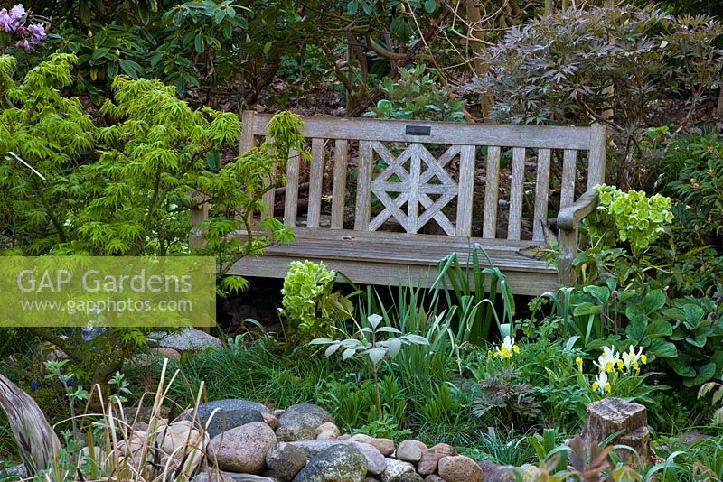 Wooden bench in Spring border - Acer palmatum 'Mikawa Yatsubusa', Alpinum, Helleborus argutifolius and Iris bucharica