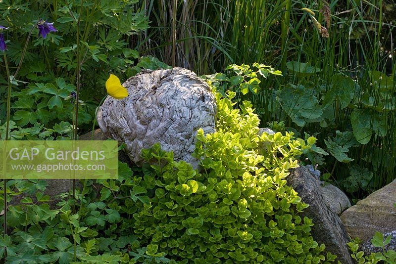 Wooden feature surrounded by planting of Aquilegia vulgaris, Lysimachia nummularia and Meconopsis cambrica