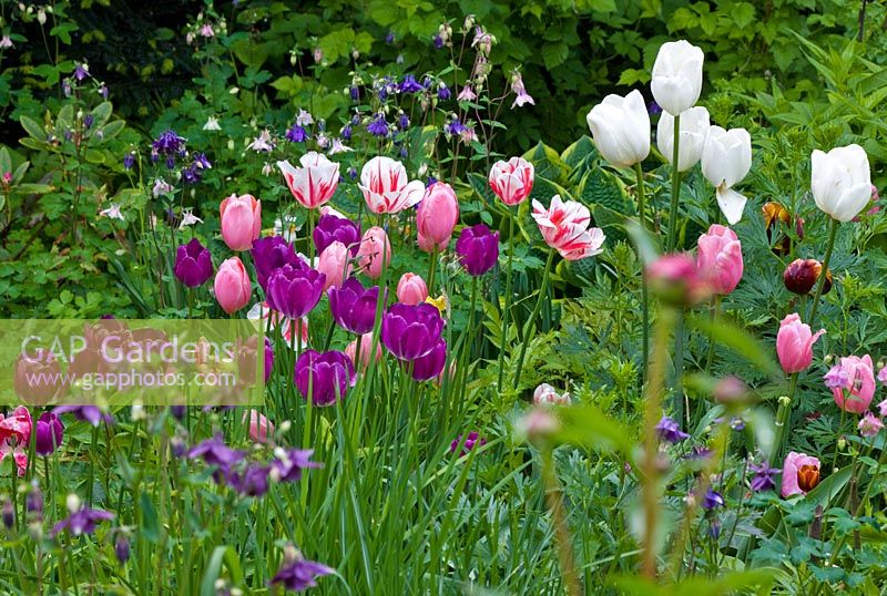 Spring bed of Aquilegia vulgaris, Tulipa 'Attila', Tulipa 'Esther', Tulipa 'Sorbet' and Tulipa 'Weiße Berliner' 
