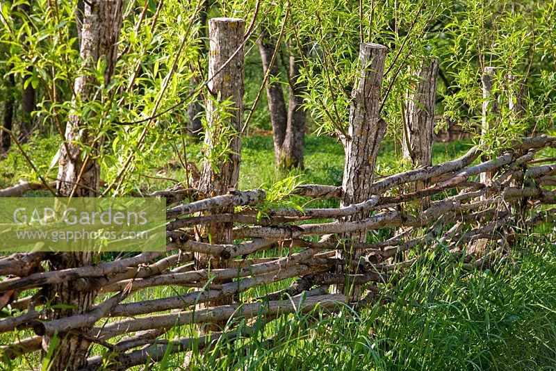 A willow fence