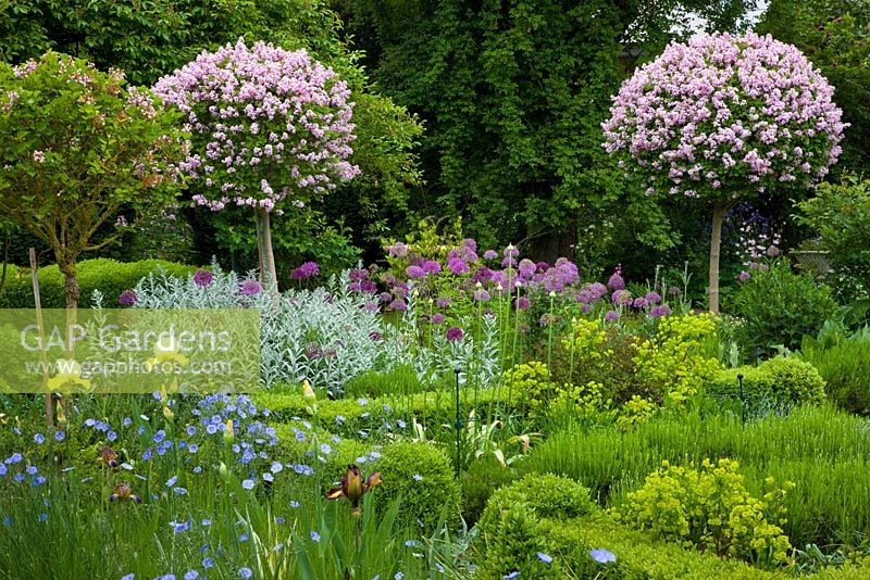 Syringa standards underplanted with perennials and edged with lavender and a clipped box hedges - Allium aflatunense, Aquilegia, Artemisia and Syringa microphylla 'Superba'