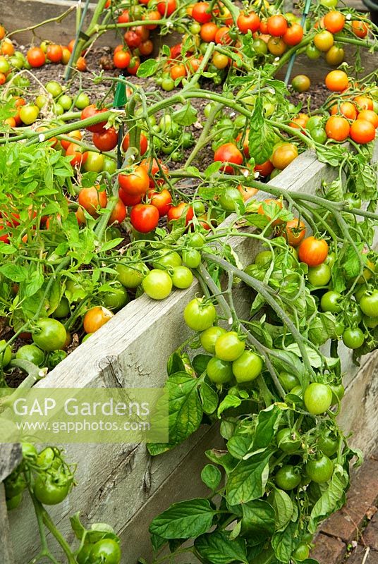 Tomato 'Red Alert'. RHS Garden Rosemoor, Great Torrington, Devon, UK