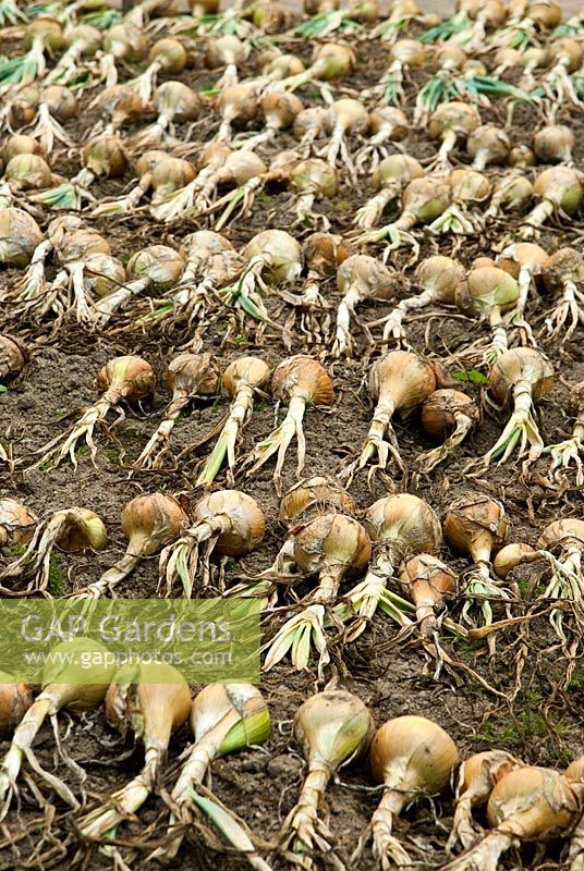 Alliums - Onions laid out to dry. RHS Garden Rosemoor, Great Torrington, Devon, UK