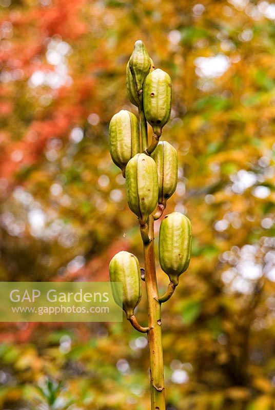 Seedhead of Cardiocrinum giganteum - RHS Garden Wisley, Woking, Surrey, UK