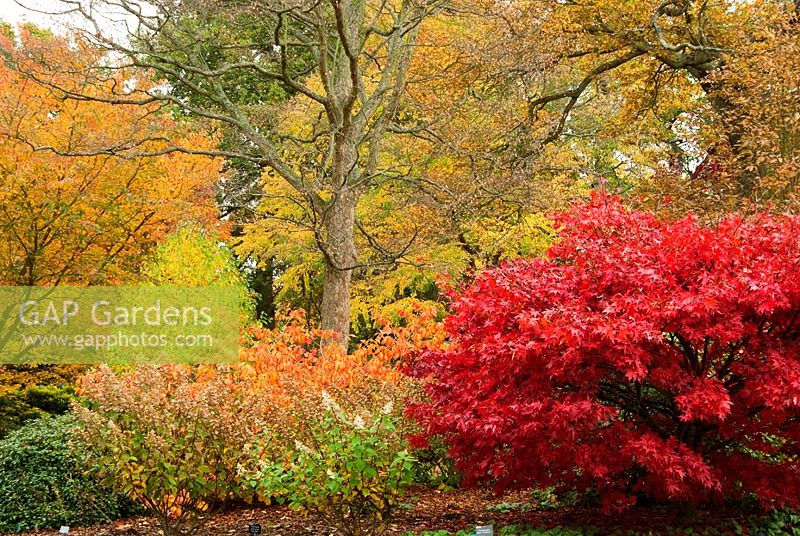 Battleston Hill - RHS Garden Wisley, Woking, Surrey, UK