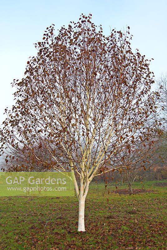 Betula utilis var. jacquemontii 'Silver Shadow', AGM - RHS Garden Wisley, Woking, Surrey, UK