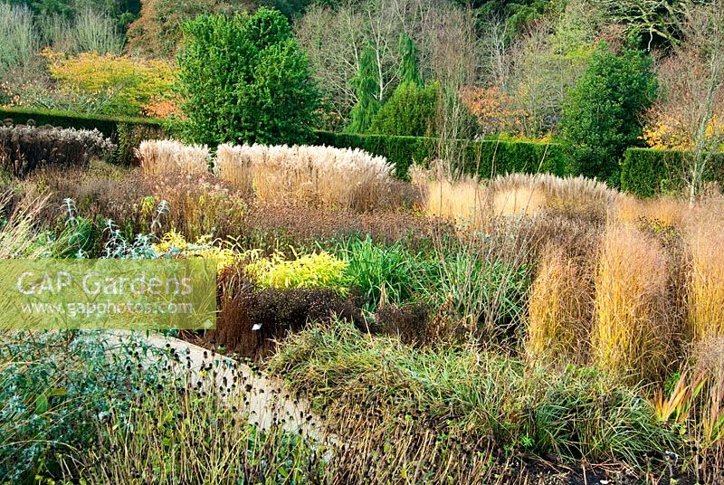 The Square Garden, full of late perennials and grasses. RHS Garden Rosemoor, Great Torrington, Devon, UK