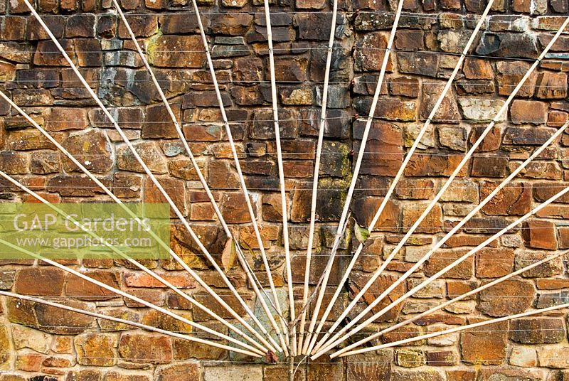Bamboo canes set to train a fruit tree into a fan shape. RHS Garden Rosemoor, Great Torrington, Devon, UK