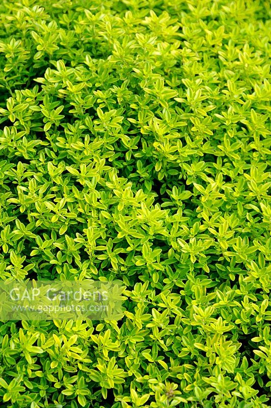 Thymus x citriodorus 'Bertram Anderson' - Lemon Scented Thyme
