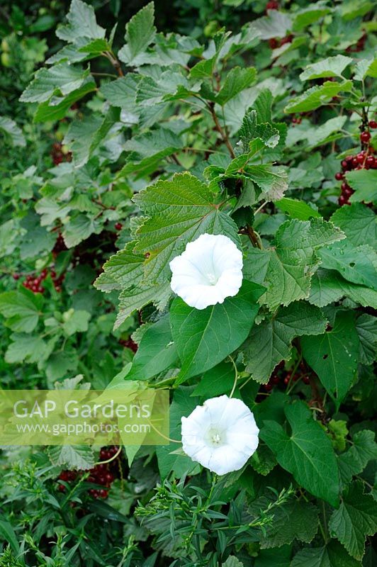 Convolvulus arvensis - Field Bindweed in Redcurrant