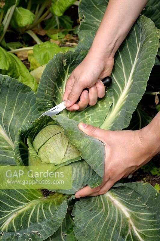 Brassica oleracea - Harvesting a cabbage
