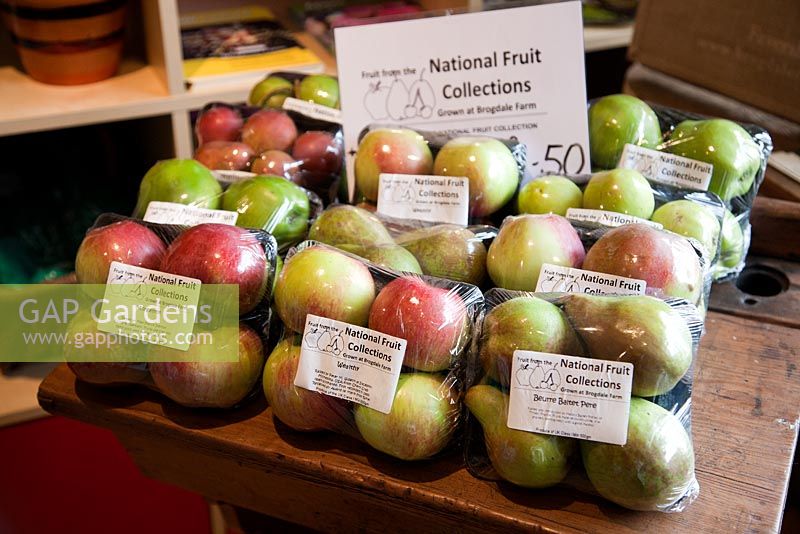 Packs of fruit for sale in visitors centre including Malus 'Wealthy'. Brogdale Farm and National Collection, Kent