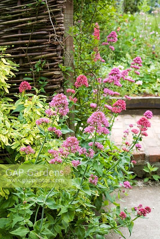 Cetranthus ruber - Valerian - spilling over pathway