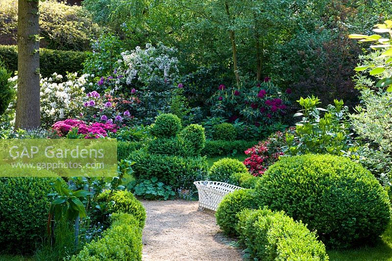 Spring garden with Buxus - Box edged pathway with topiary and white painted metal basket. Border of Acer negundo 'Flamingo', Cornus alba 'Elegantissima', Cotinus coggygria, Malus and Rhododendron, 