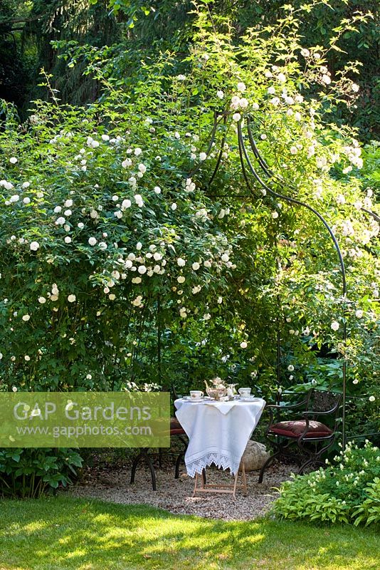 Tea-time under a Rose arbour covered with climbing Rosa 'Felicité et Perpétué' and 'Tall Story'. Corydalis and Salvia officinalis 'Icterina' in border