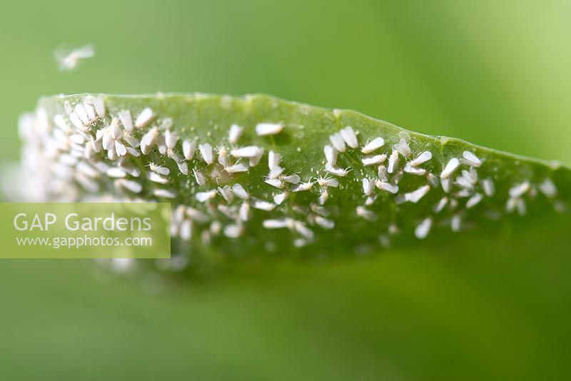 Trialeurodes vaporariorum - Glasshouse whitefly on underside of leaf 