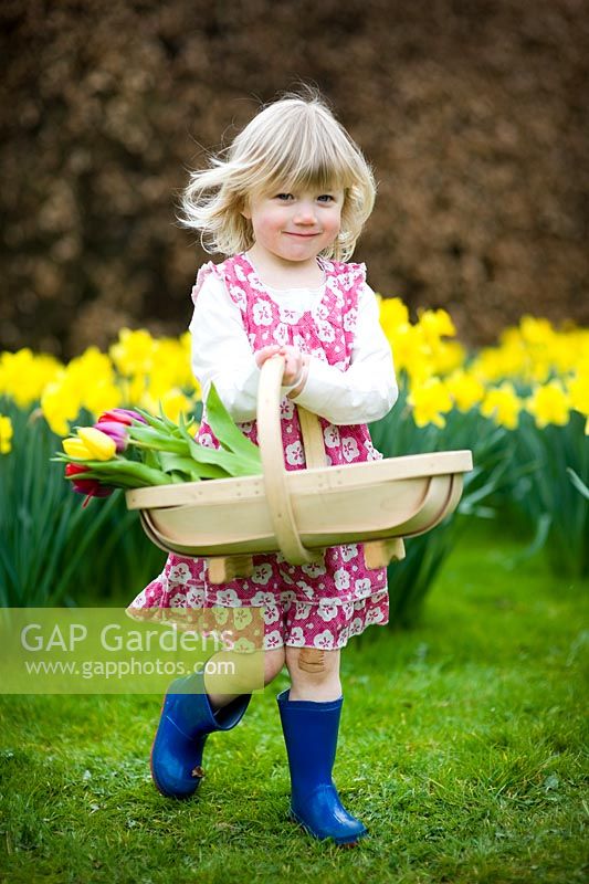 Young girl wearing a flowery dress and blue wellies carrying a wooden trug of Tulips walking on a lawn with Daffodils