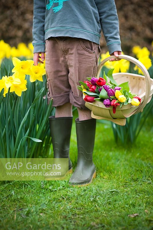Boy wearing shorts and wellies carrying a wooden trug of Tulips standing on a lawn amongst Daffodils