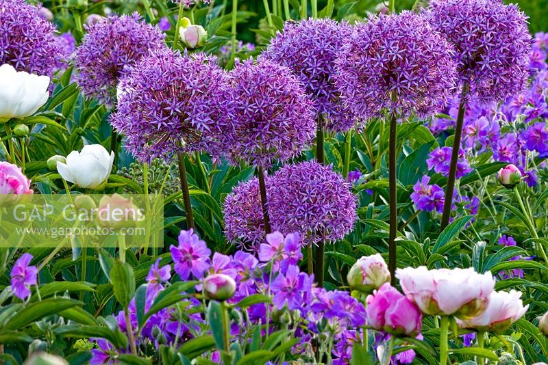 Allium aflatunense 'Purple Sensation', Geranium magnificum and Paeonia lactiflora - Weihenstephan Gardens
