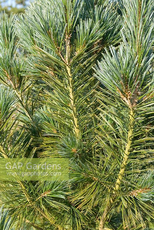 Pinus flexilis 'Firament'