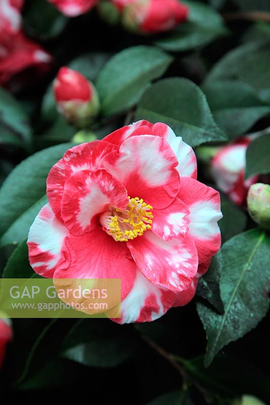 Camellia japonica 'Mercury Variegated'