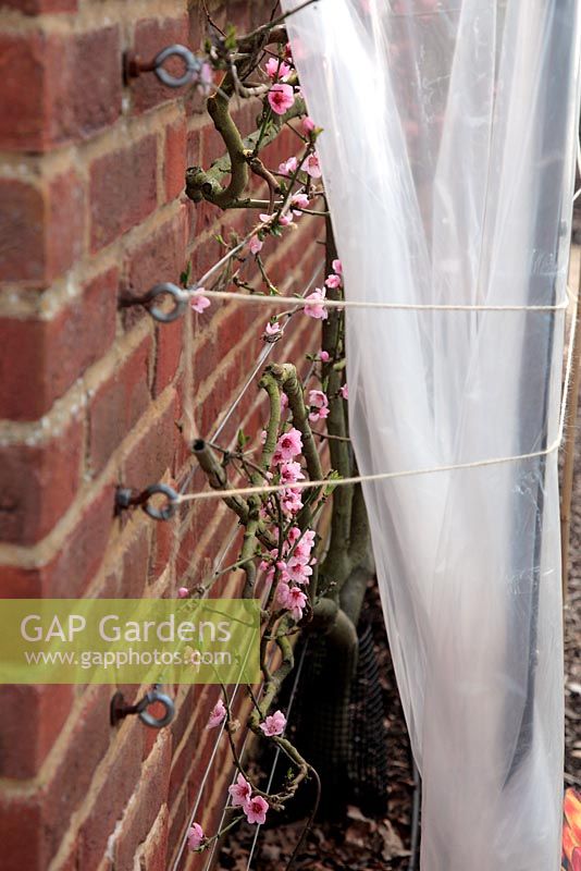 Prunus persica - Peach 'Rochester' AGM - blossom - growing against a sunny fence and protected by plastic covering during winter and spring to prevent Taphrina deformans - Peach leaf curl