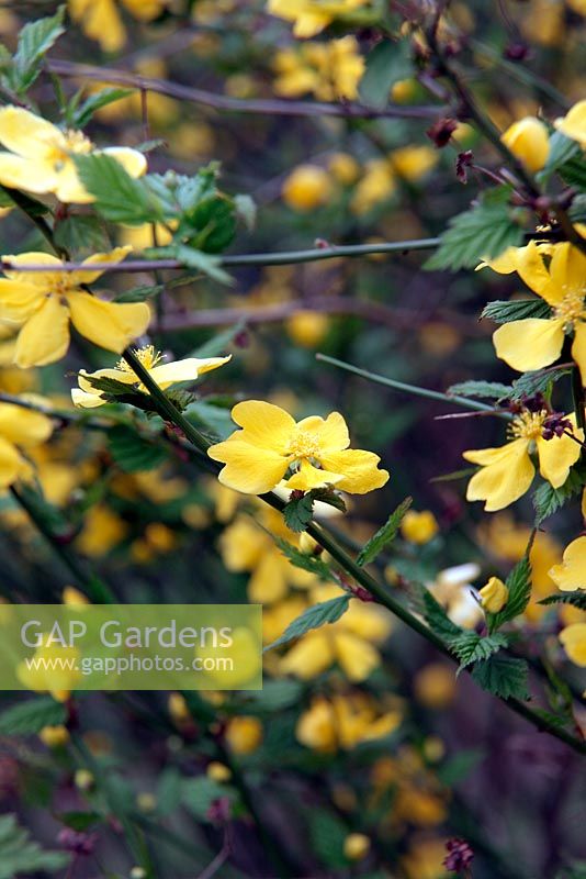 Kerria japonica 'Golden Guinea' AGM