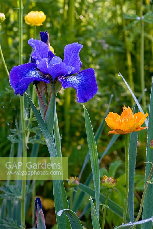 Iris sibirica 'Coronation Anthem', Trollius europaeus and Trollius x chinensis