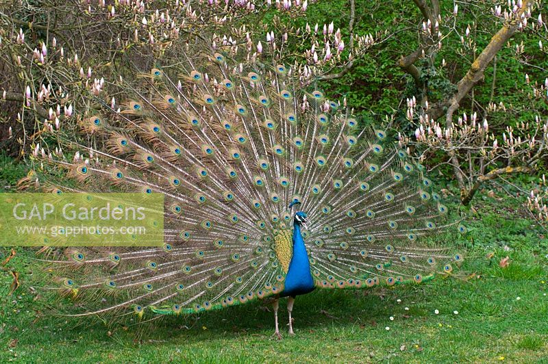 Peacock with tail feathers displayed

