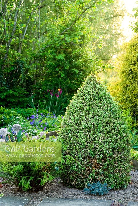 Clipped cones of Buxus sempervirens 'Elegantissima' frame a path of slabs set into gravel - Ivy Croft, Leominster, Herefordshire, UK
