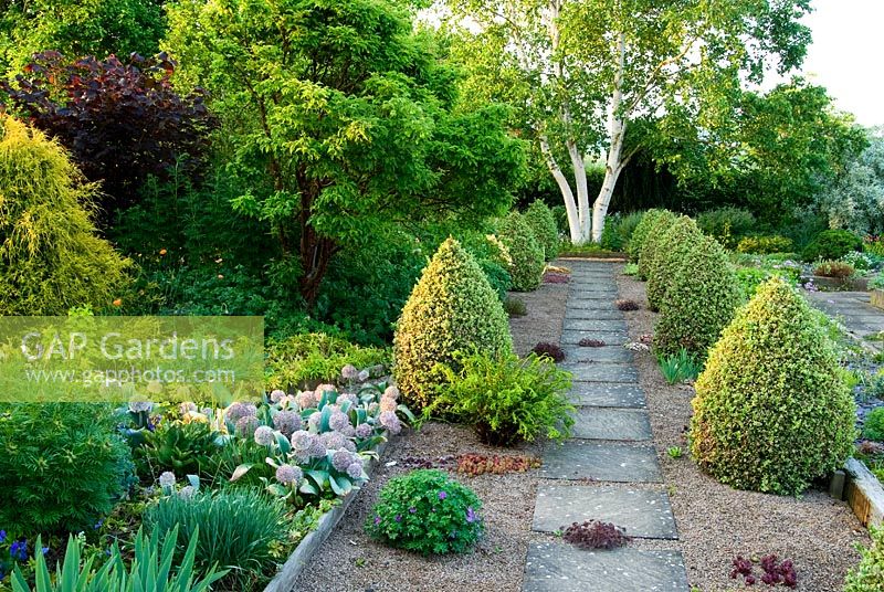 Slab and gravel path framed by cones of Buxus sempervirens 'Elegantissima' leads towards Betula platyphylla. Clumps of Sempervivum and hardy Geranium grow in the gravel - Ivy Croft, Leominster, Herefordshire, UK
