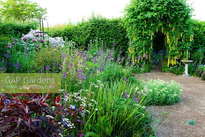 Arch trained with Laburnum waterei 'Vossii' in the front garden beyond border containing Persicaria macrocephala 'Red Dragon', Verbascum phoeniceum 'Violetta, Papaver orientale 'Patty's Plum', Anthriscus sylvestris 'Ravenswing' and Thalictrums - Ivy Croft, Leominster, Herefordshire, UK