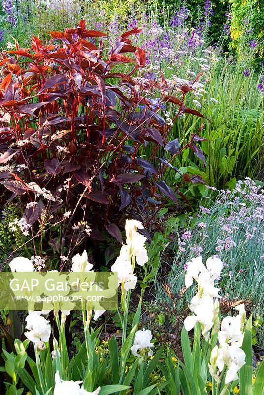 Persicaria microcephala 'Red Dragon', Iris 'White Knight' and Anthriscus sylvestris 'Ravenswing' - Ivy Croft, Leominster, Herefordshire, UK